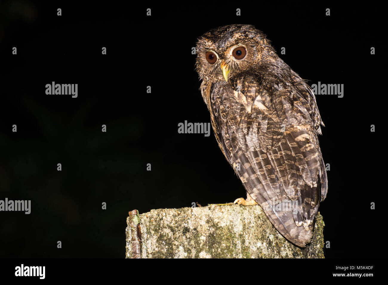 A wild mottled owl  from Ecuador looking over its shoulder at a potential prey item on the ground. Stock Photo