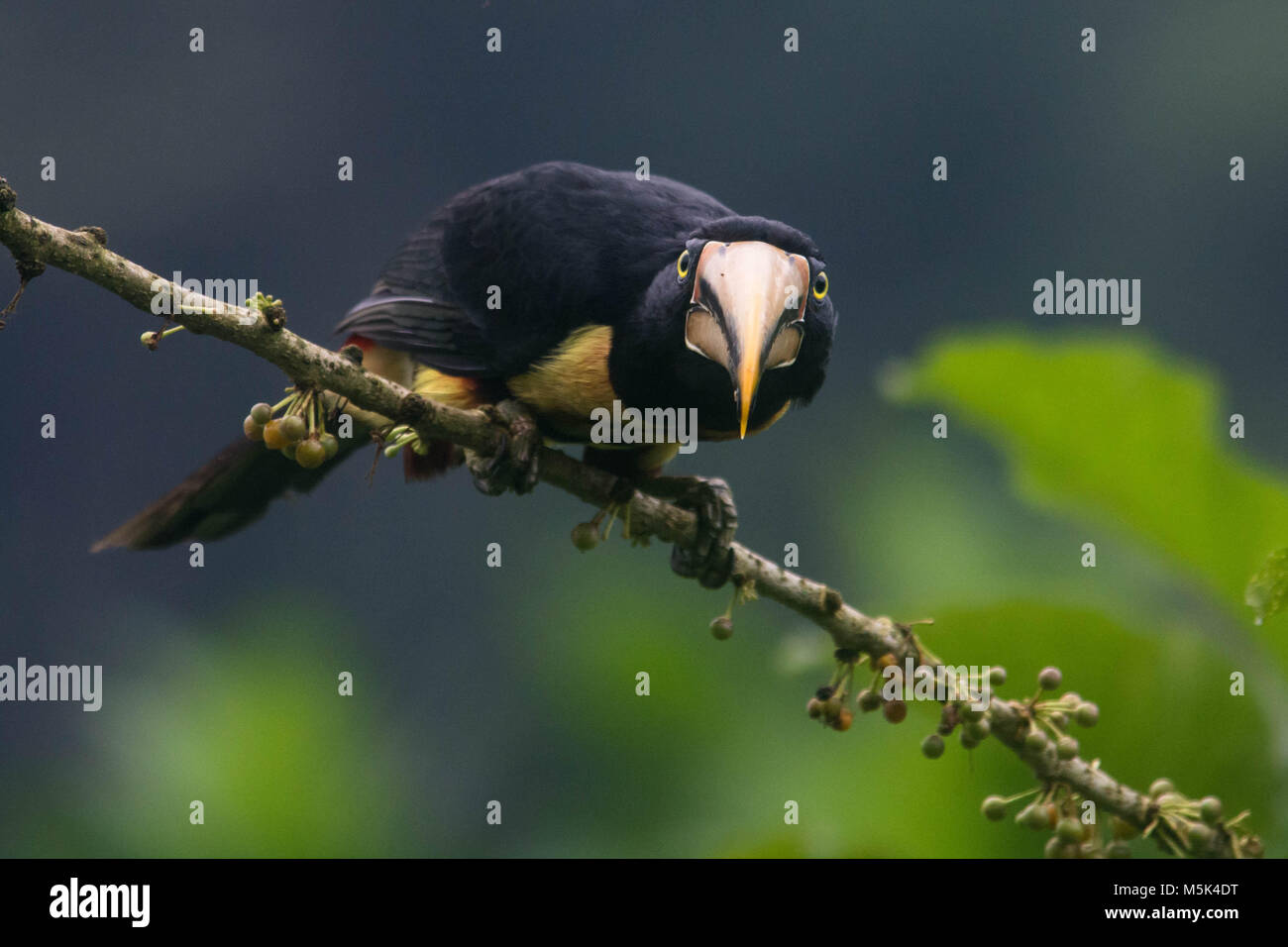A pale mandibled aracari perched on a branch in the Buenaventura reserve, Ecuador. Stock Photo
