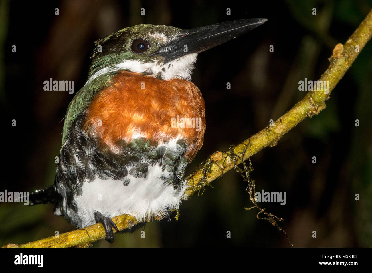 A male green kingfisher (Chloroceryle americana cabanisii) from Southern Ecuador. Stock Photo