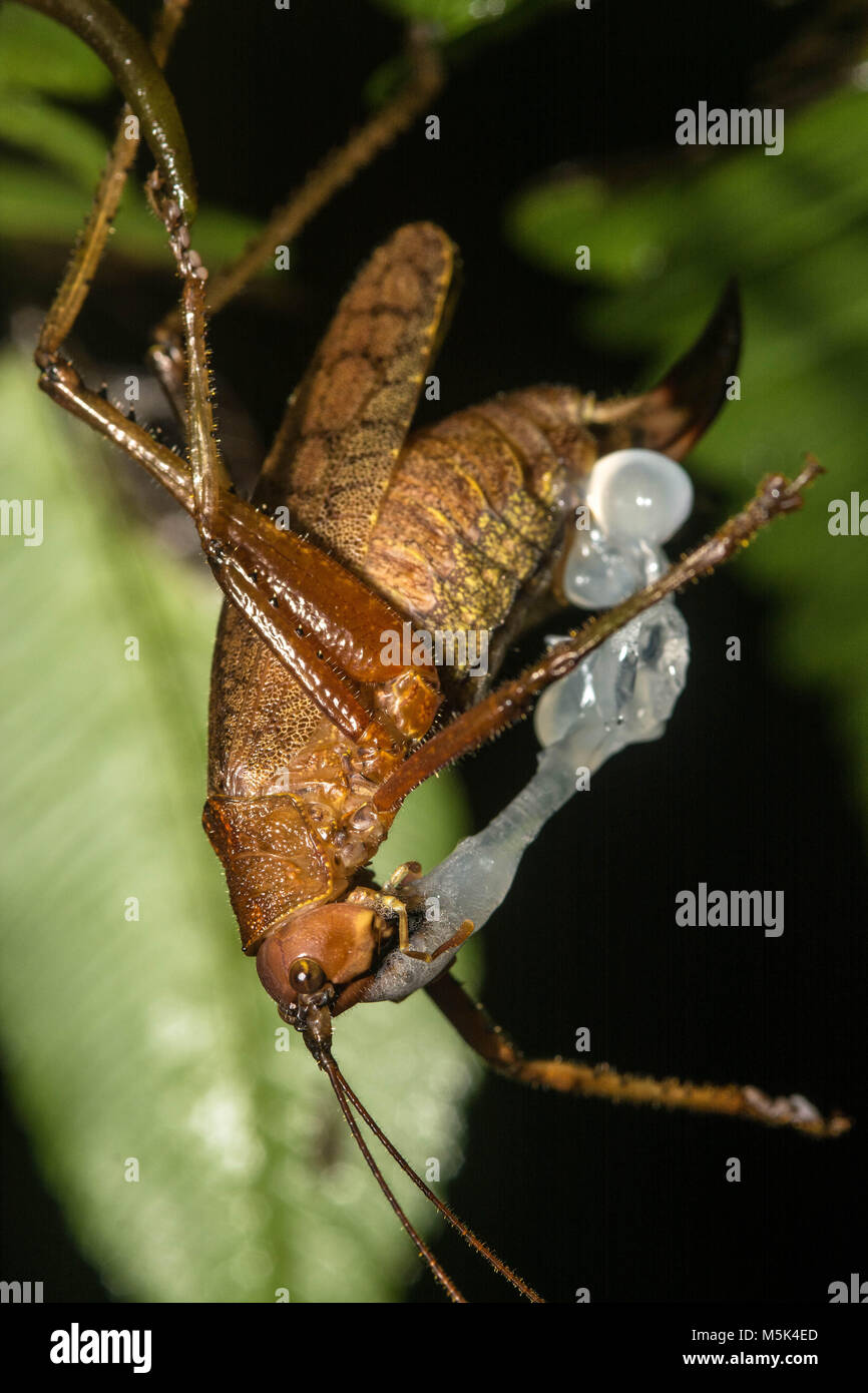 Katydid egg hires stock photography and images Alamy