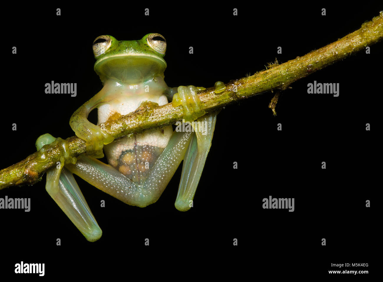 A small glasss frog (Espadarana prosoblepon) climbs on a branch, it is possible to see the eggs inside through her transparent skin. Stock Photo