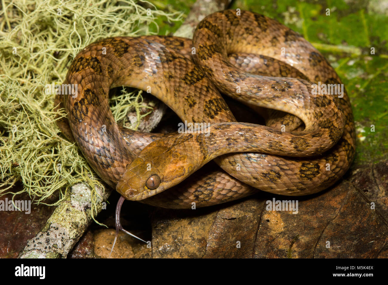 A cat eyed snake (Leptodeira septentrionalis) from Southern Ecuador. Stock Photo