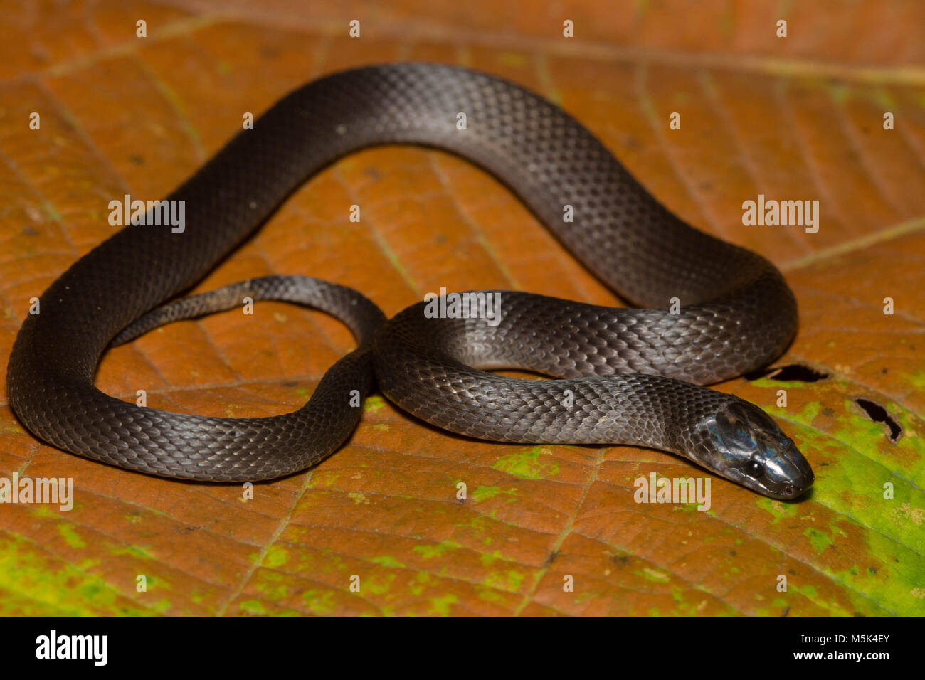 A small and harmless species of snake from Ecaudor.  This is a coffee snake (Ninia atrata). Stock Photo