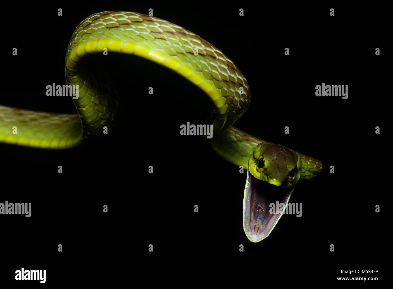 A cope's vine snake (Oxybelis brevirostris) attempts to look as scary as possible in order to scare off predators. Stock Photo