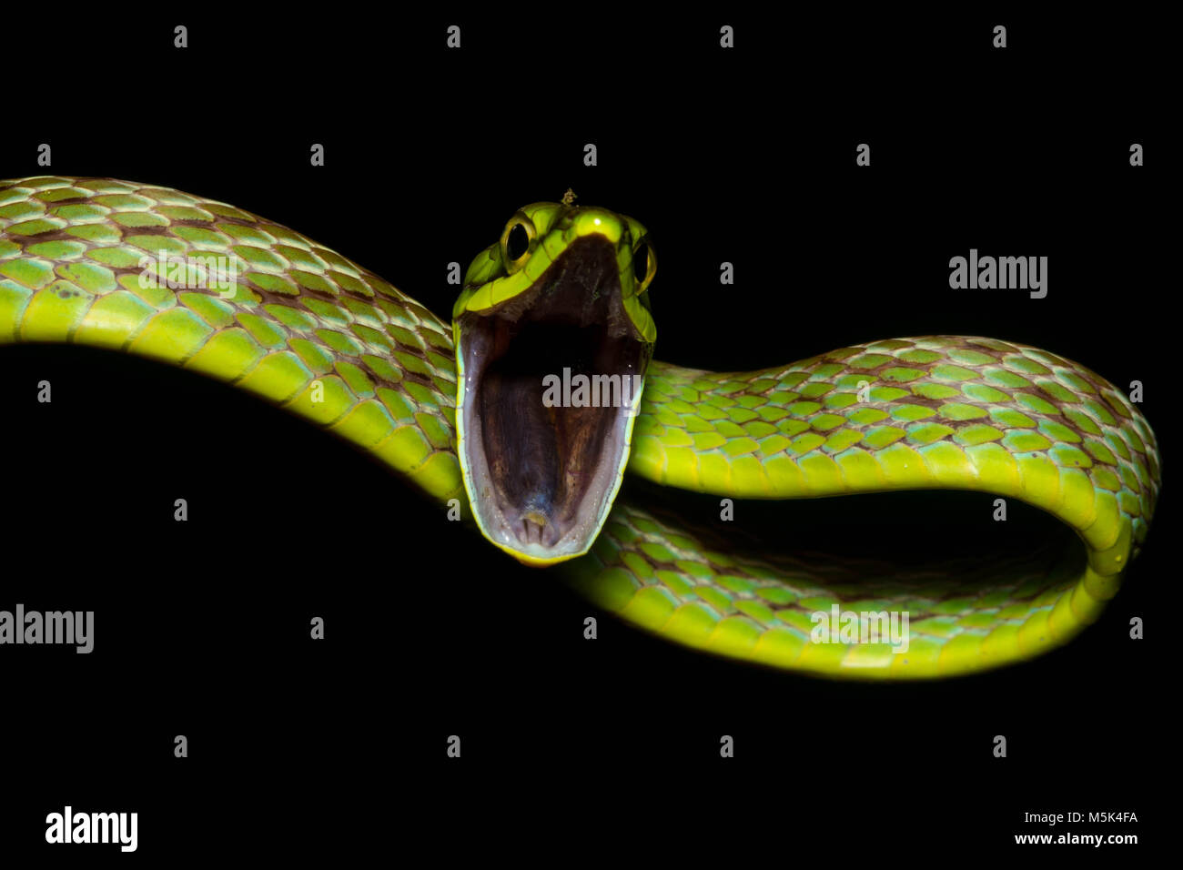 A cope's vine snake (Oxybelis brevirostris) attempts to look as scary as possible in order to scare off predators. Stock Photo