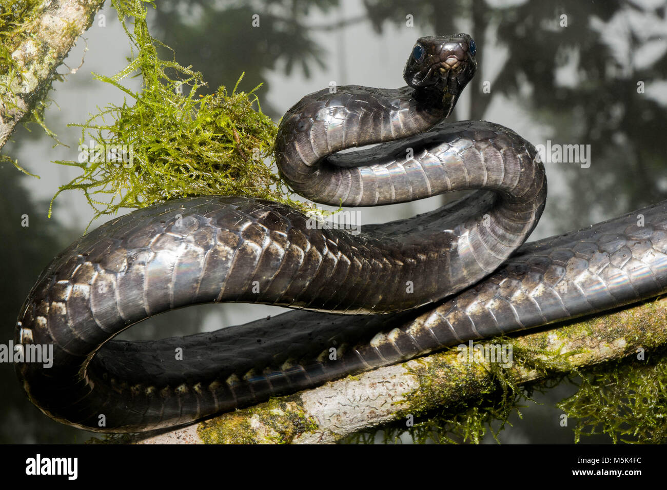 A large Sipo (Chironius grandisquamis) a species of snake from SOuth America, is alert and defensive. Stock Photo