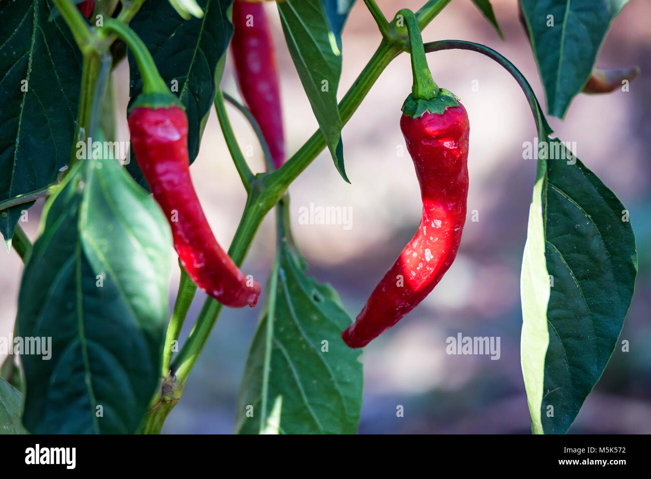 Organic red chili peppers grow in garden Stock Photo Alamy
