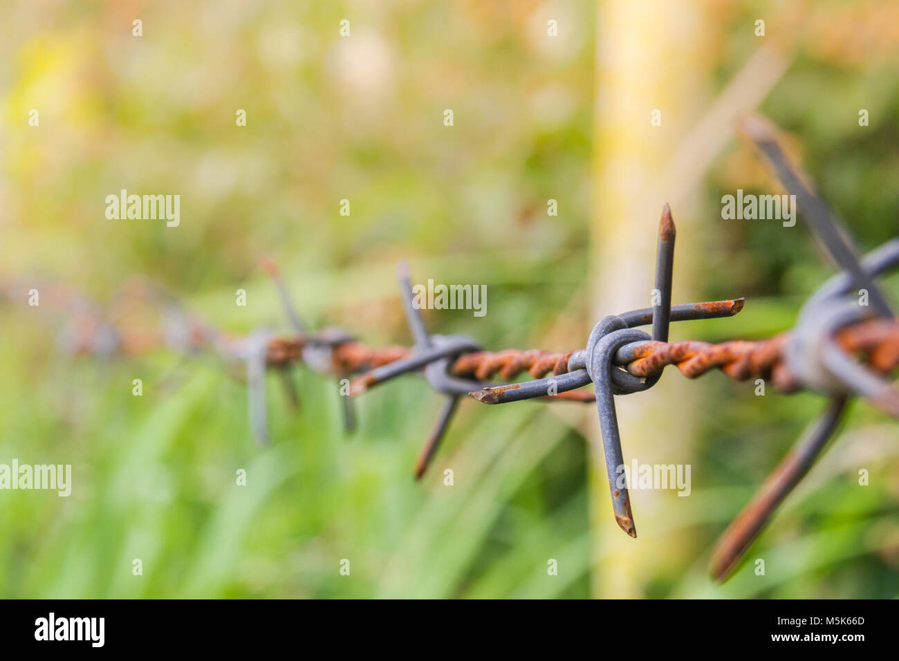 Detail of a rusty barbed wire fence on blurred nature background Stock ...