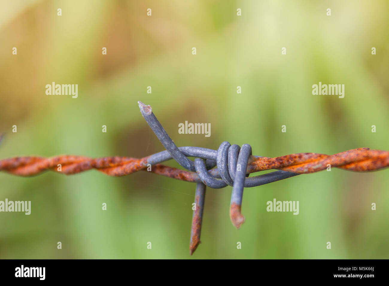 Detail of a rusty barbed wire fence on blurred nature background Stock ...
