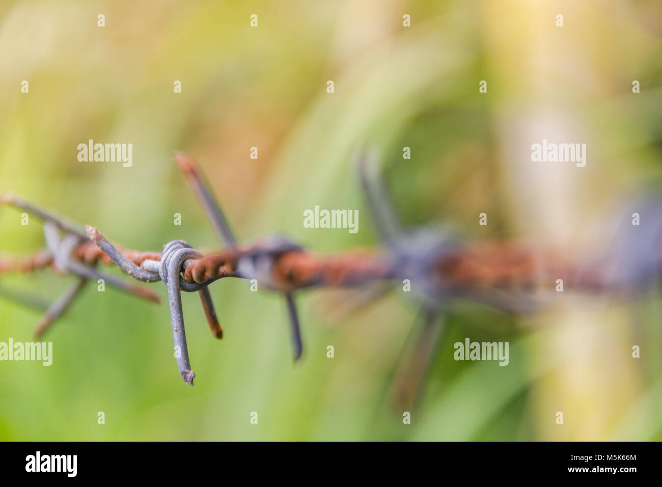 Detail of a rusty barbed wire fence on blurred nature background Stock ...
