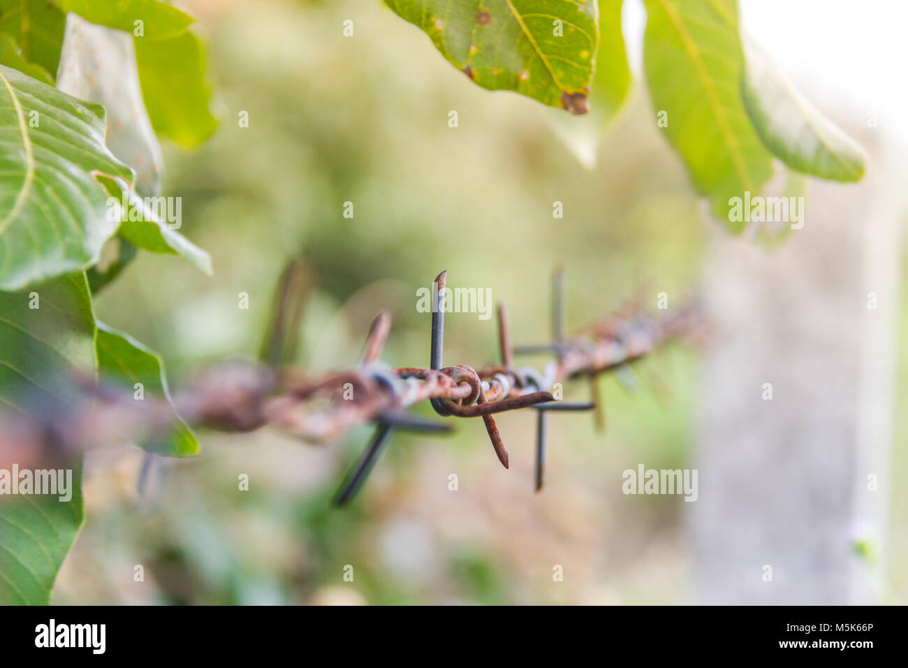 Detail of a rusty barbed wire fence on blurred nature background Stock ...