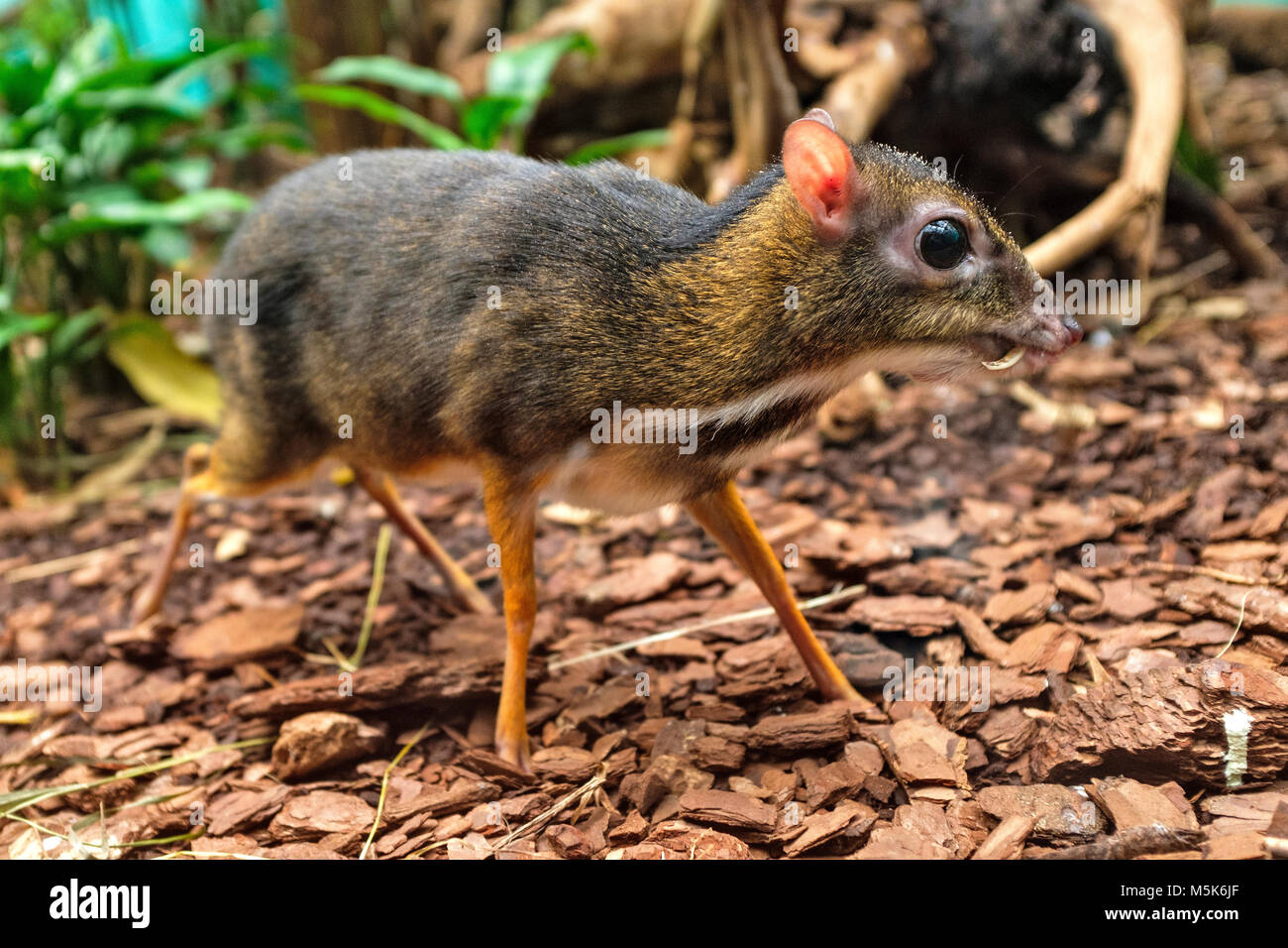 Single Java mousedeer in a zoological garden terrarium Stock Photo Alamy