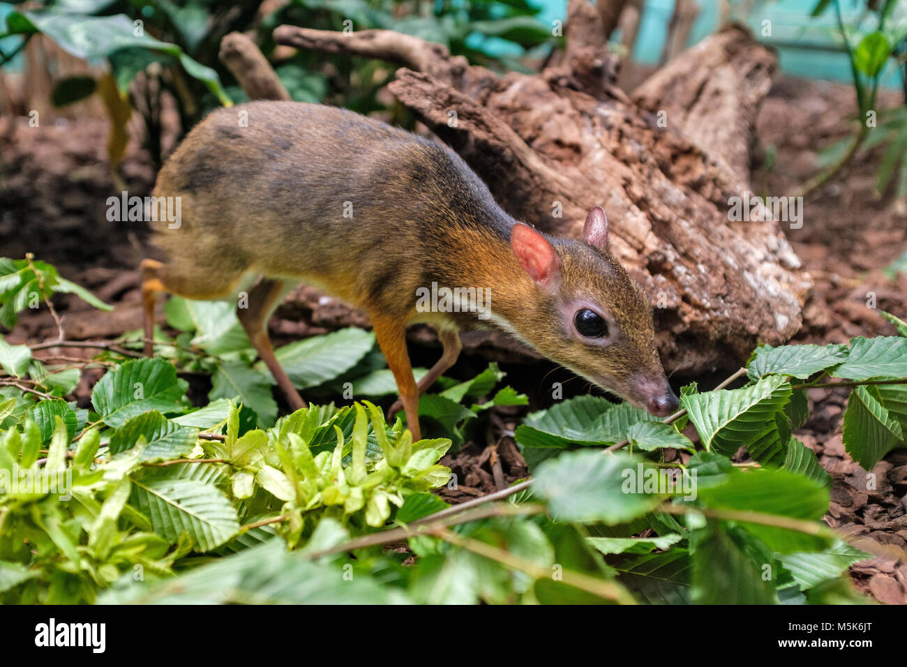 Single Java mousedeer in a zoological garden terrarium Stock Photo Alamy