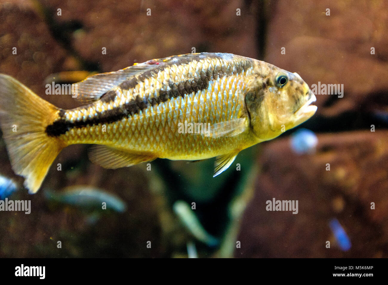 Single Black Spotted Malawi Cichlid - fish from the African Malawi lake in a zoological aquarium Stock Photo