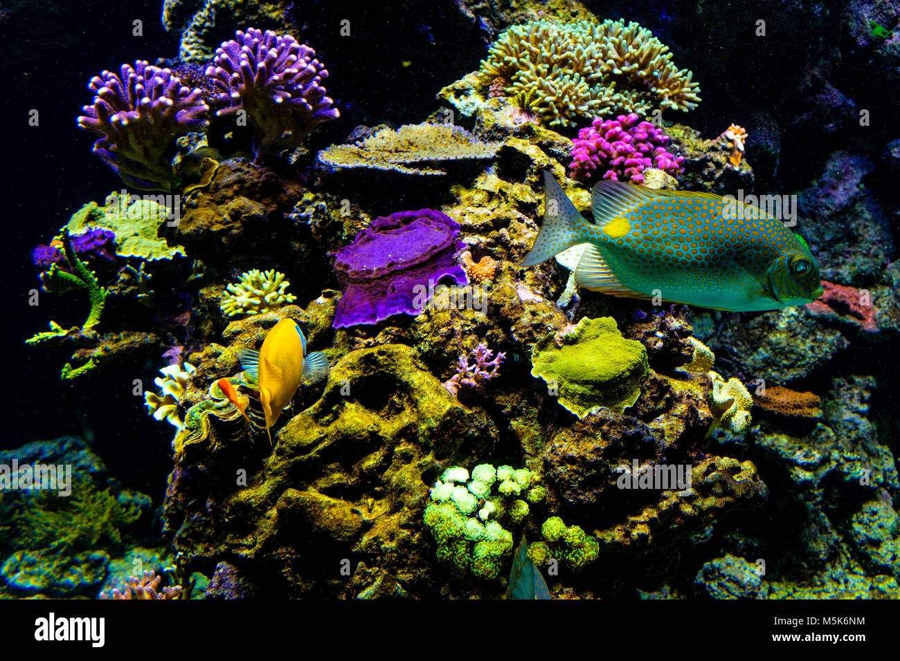 Oceanic sealife aquarium with mosaic of many species of colorful corals