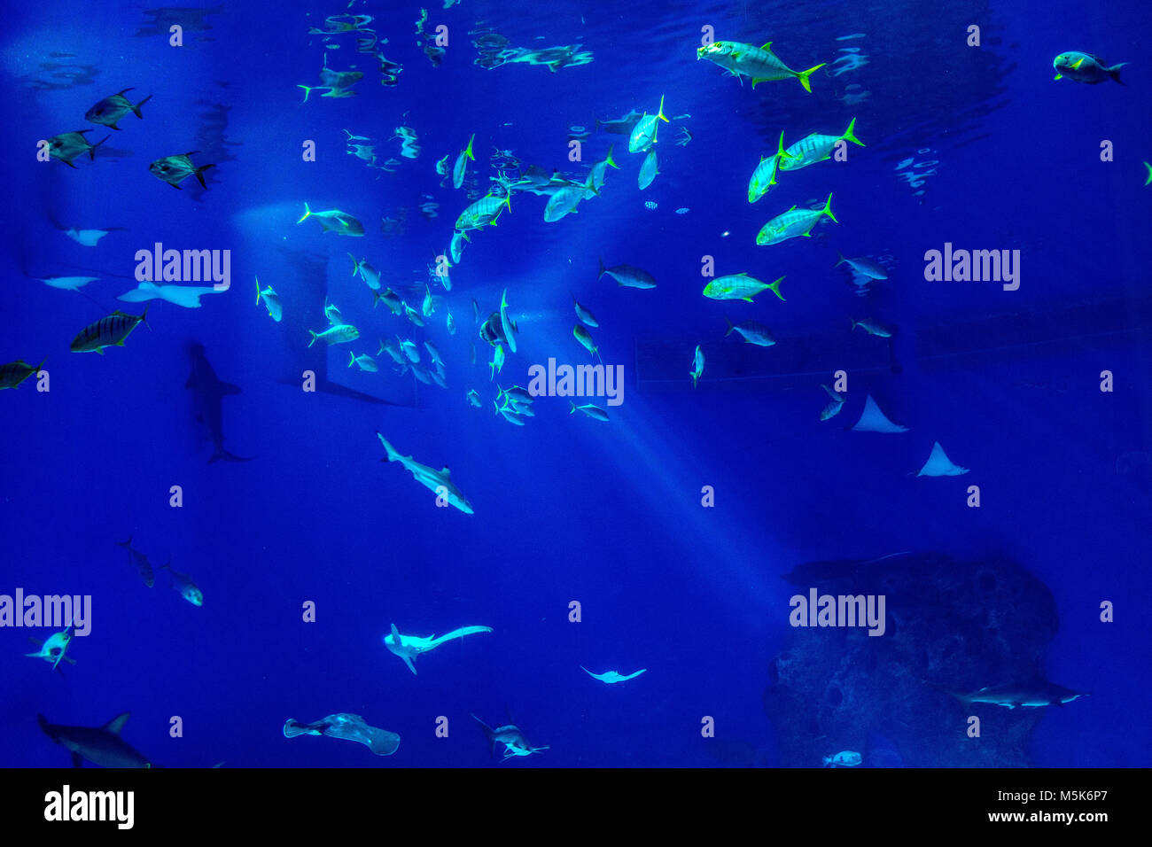 Large scale sealife oceanarium with many species of underwater animals in a zoological aquarium Stock Photo