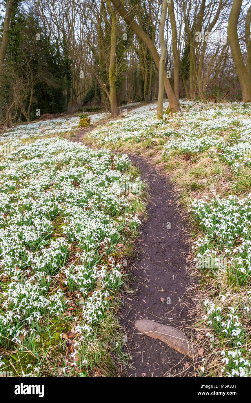 Snowdrops at Dimminsdale Nature Reserve. Stock Photo