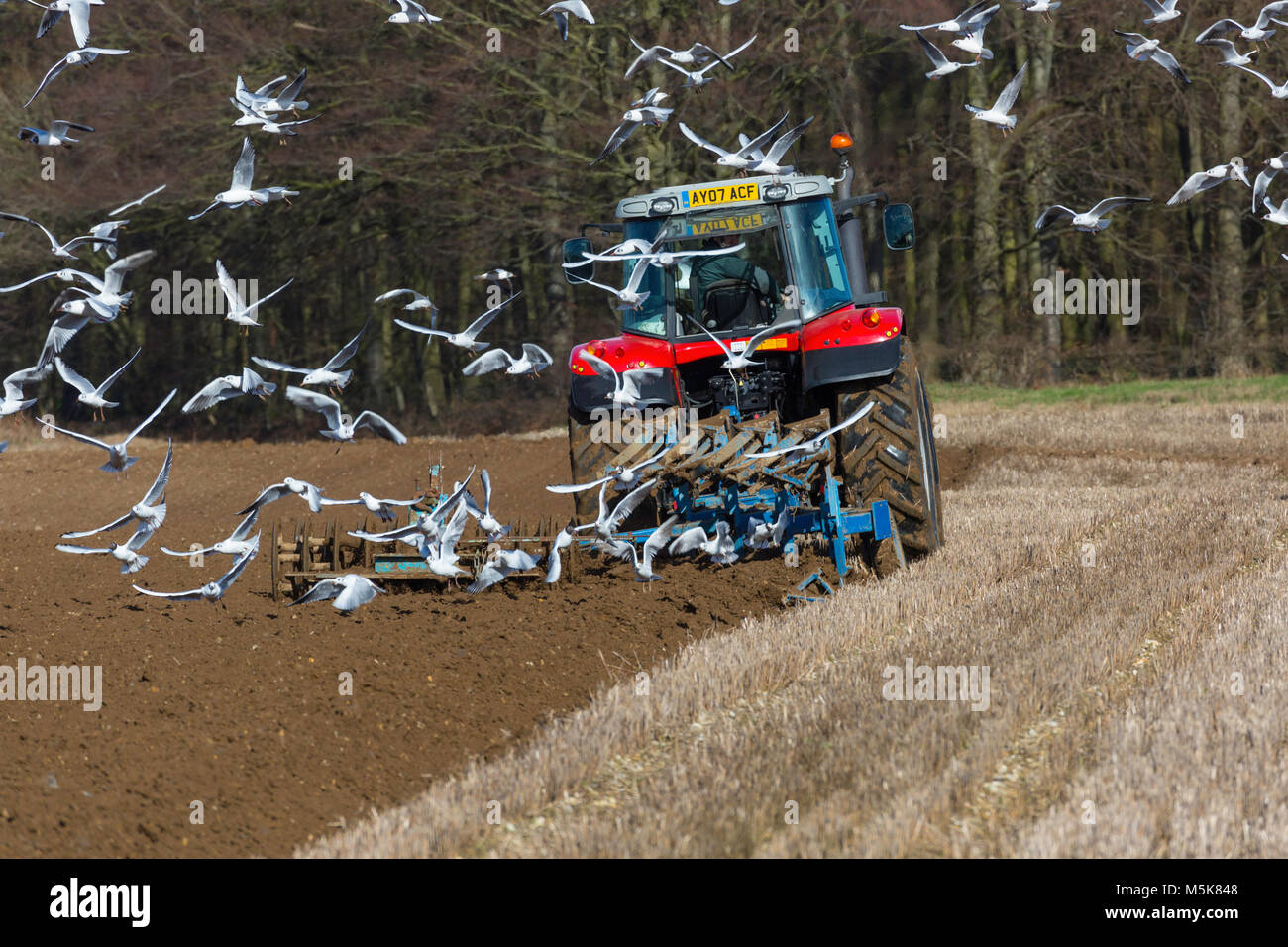 Tractor cultivating a field and being followed by a flock of birds. Stock Photo