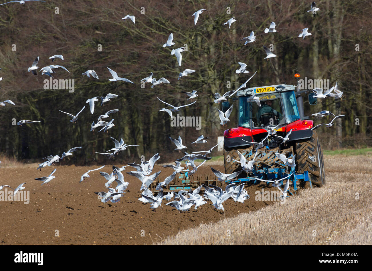 Tractor cultivating a field and being followed by a flock of birds. Stock Photo