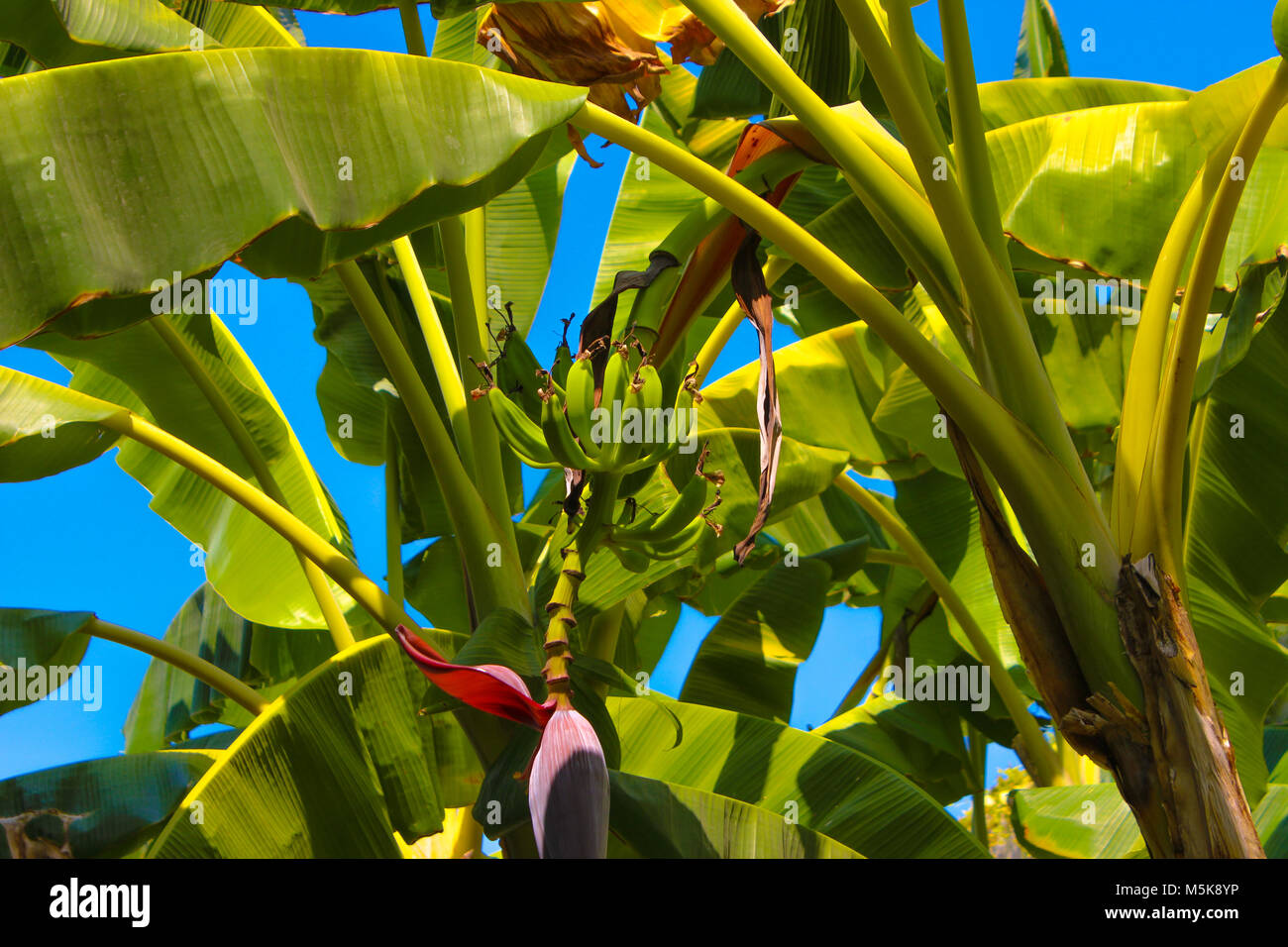 Banana palm tree with green bananas blue sky Stock Photo Alamy