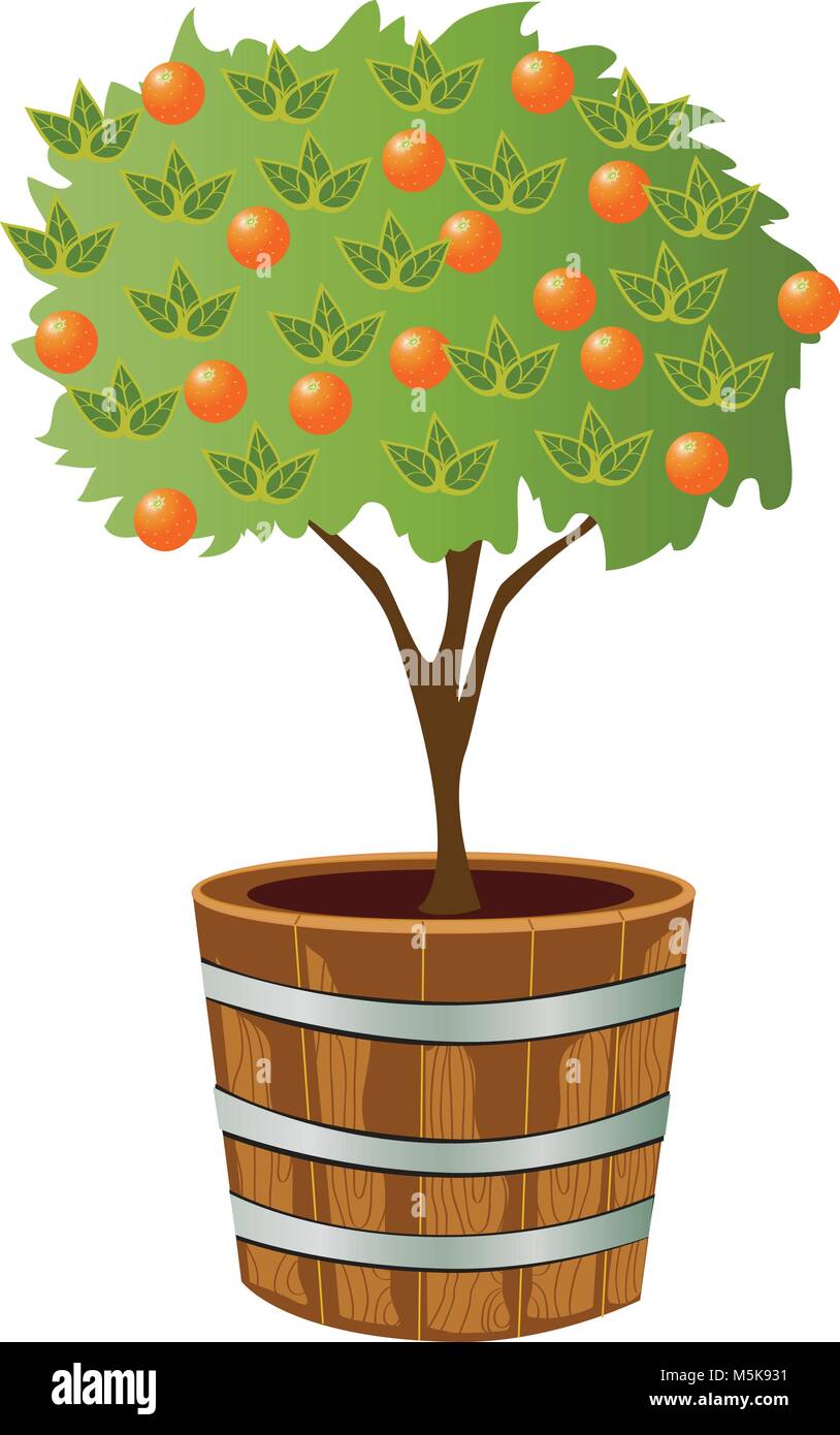 orange tree in container Stock Vector Image & Art Alamy