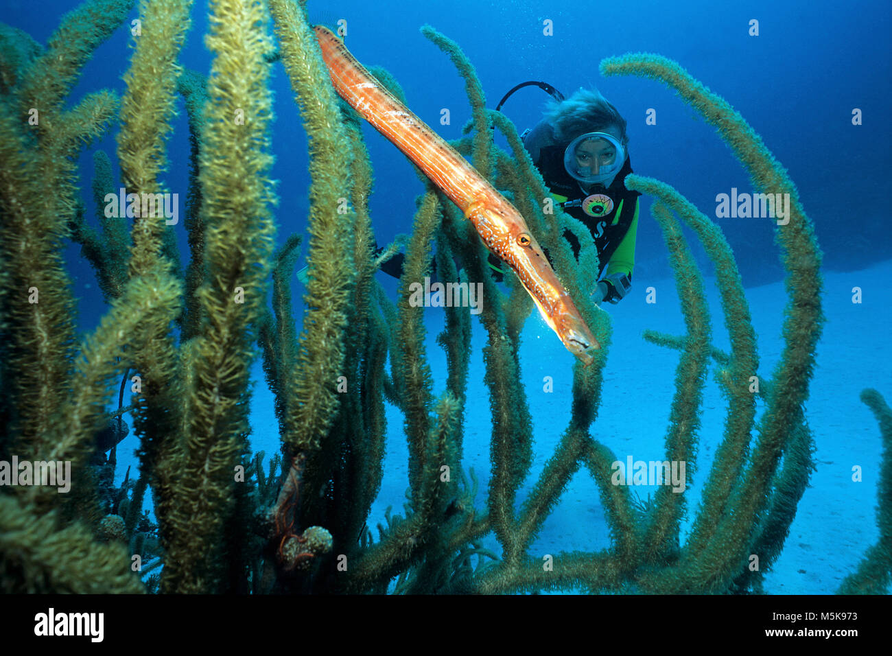 Scuba diver watches a trumpet fish (Aulostomus maculatus) at a giant slit-pore sea rod (Plexaurella nutans), Cozumel island, Mexico, Caribbean Stock Photo