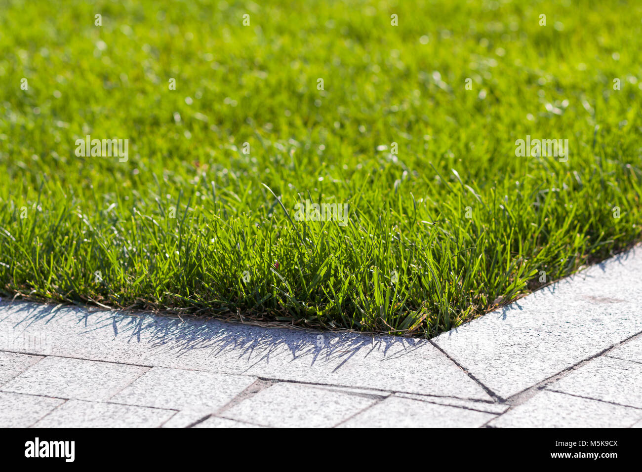 Detailed close up view beautifully hi res stock photography and images