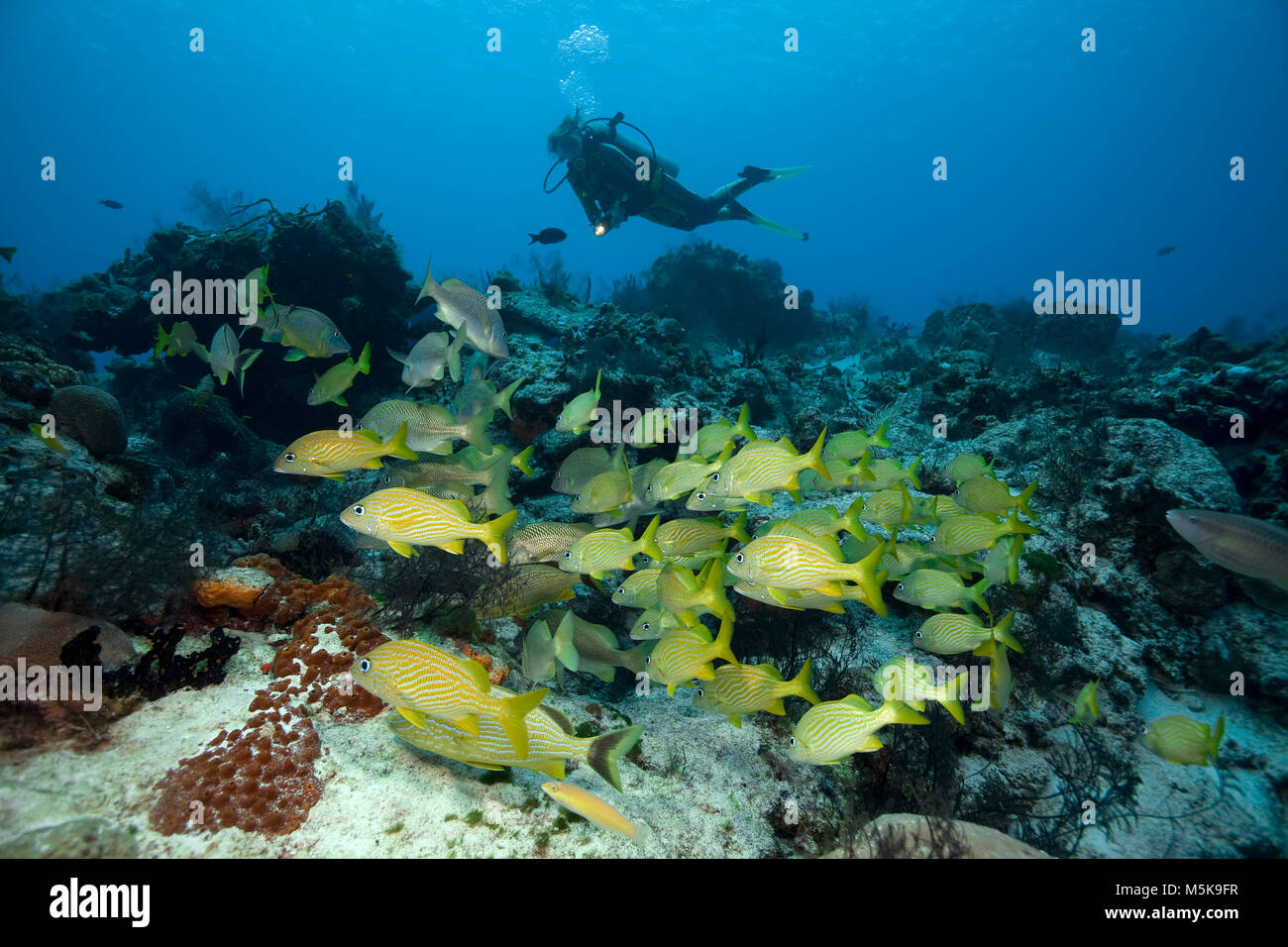 Scuba diver at a caribbean coral reef with french grunts (Haemulon flavolineatum), Cozumel, Mexico, Caribbean Stock Photo
