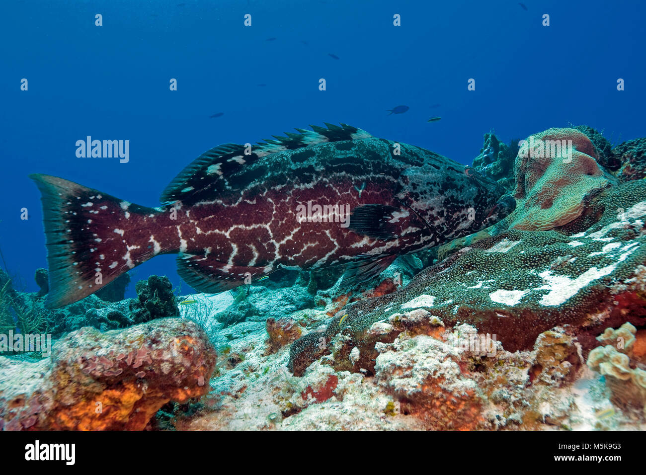 Black grouper or Black rockfish (Mycteroperca bonaci) at caribbean coral reef, Cozumel, Mexico, Caribbean Stock Photo
