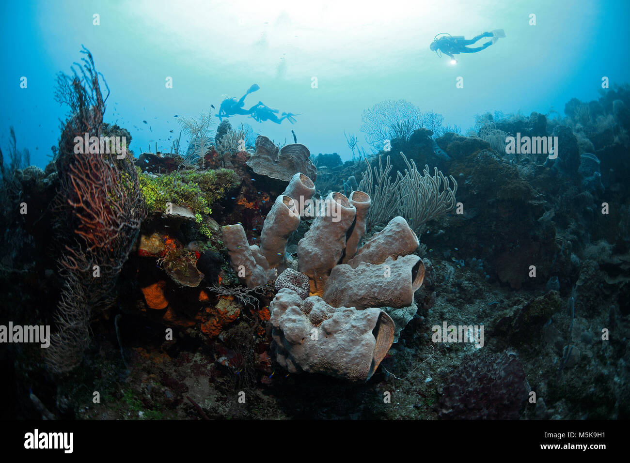 Scuba diver at a caribbean coral reef, Palmetto Bay, Roatan island, Bay islands, Honduras, Caribbean Stock Photo