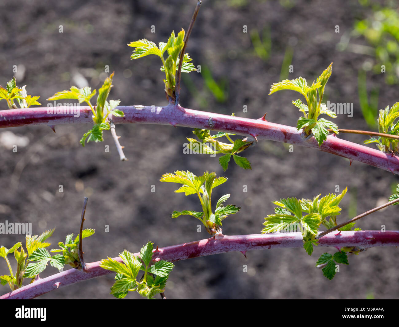 Blossoming leaves on the branch of the Tiberi hybrid, Stock Photo