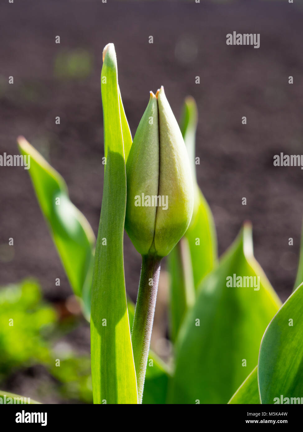 Buds of tulips in the garden in early spring Stock Photo - Alamy