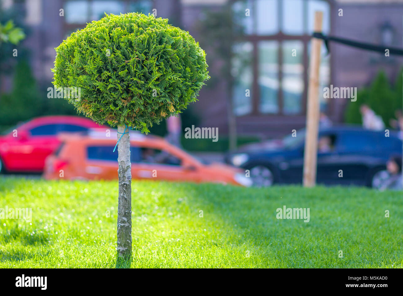 Green lawn with bright grass in a city park with decorative trees on a ...