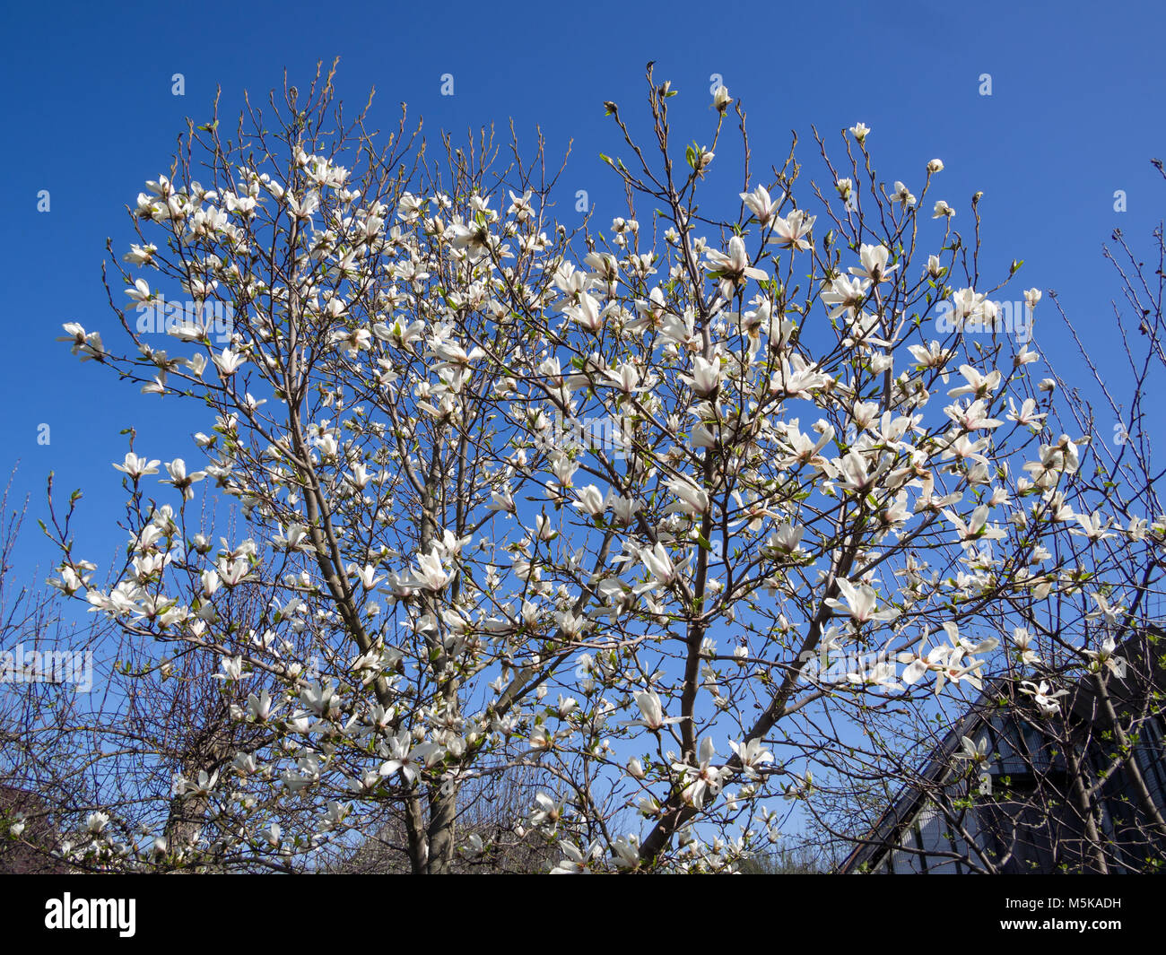 Flowering shrub magnolia against the blue sky Stock Photo - Alamy