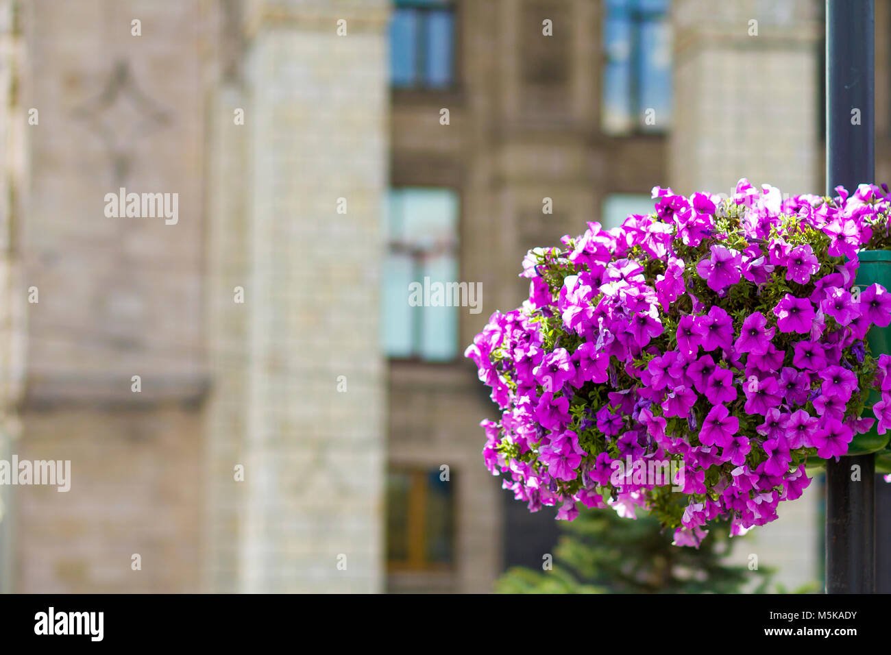 Beautiful purple flowers in flower pot on the street lamp post pole in the city Stock Photo