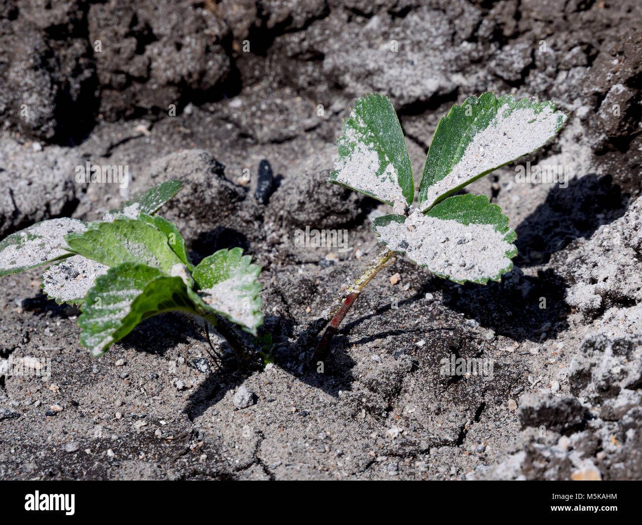 The strawberry bush sprinkled with wood ashes from pests Stock Photo