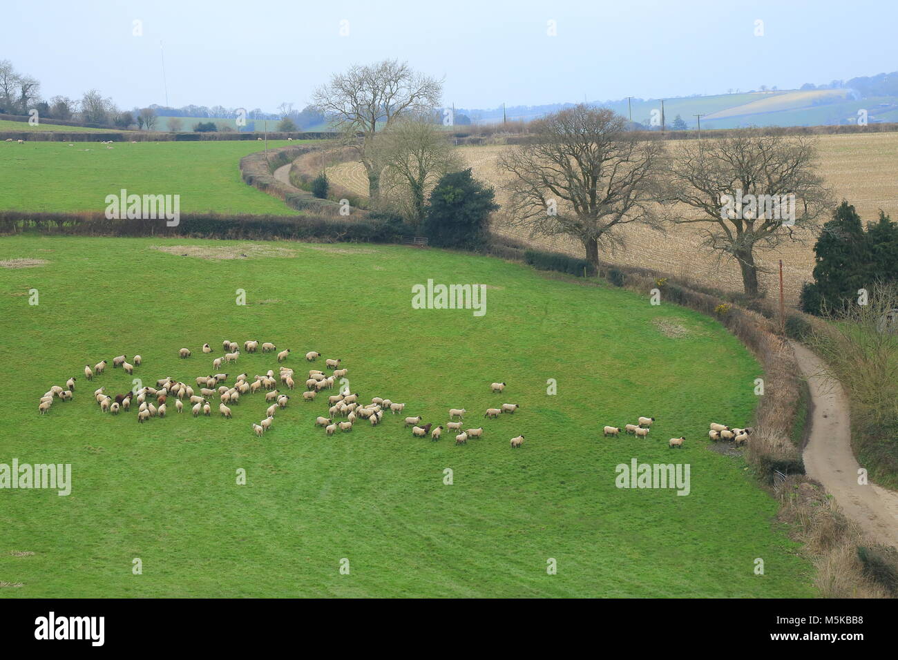 Flock of sheep graze on the farmland in East Devon Area of Outstanding Natural Beauty Stock Photo