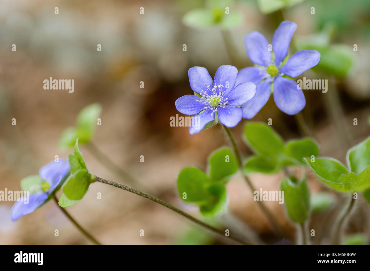 the first spring flowers in the forest Stock Photo - Alamy