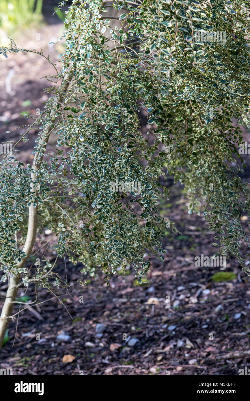 Azara microphylla 'Variegata’. Variegated box-leaf azara foliage in february. UK Stock Photo