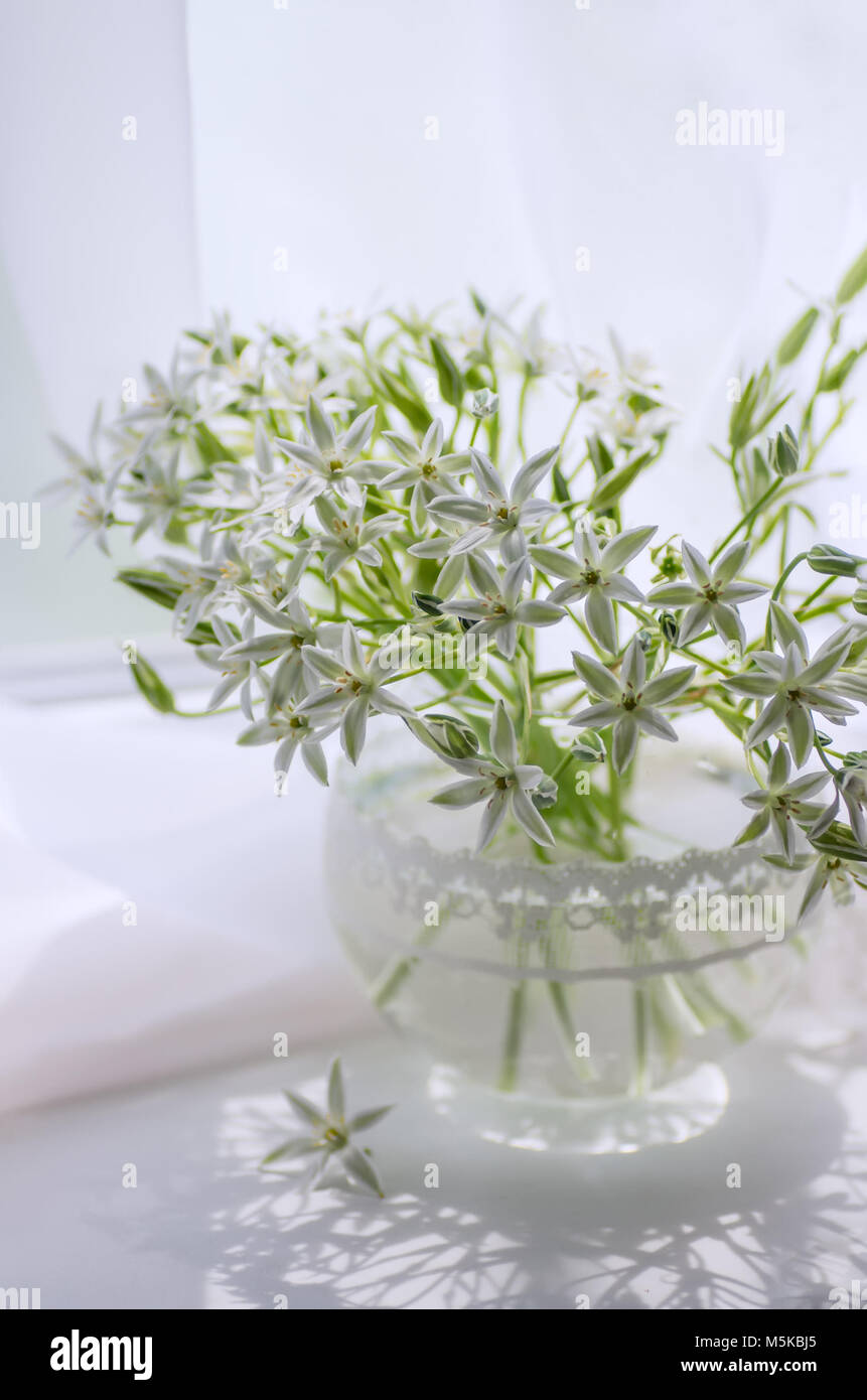 White flowers in a vase on the window. Ornithogalum. Stock Photo