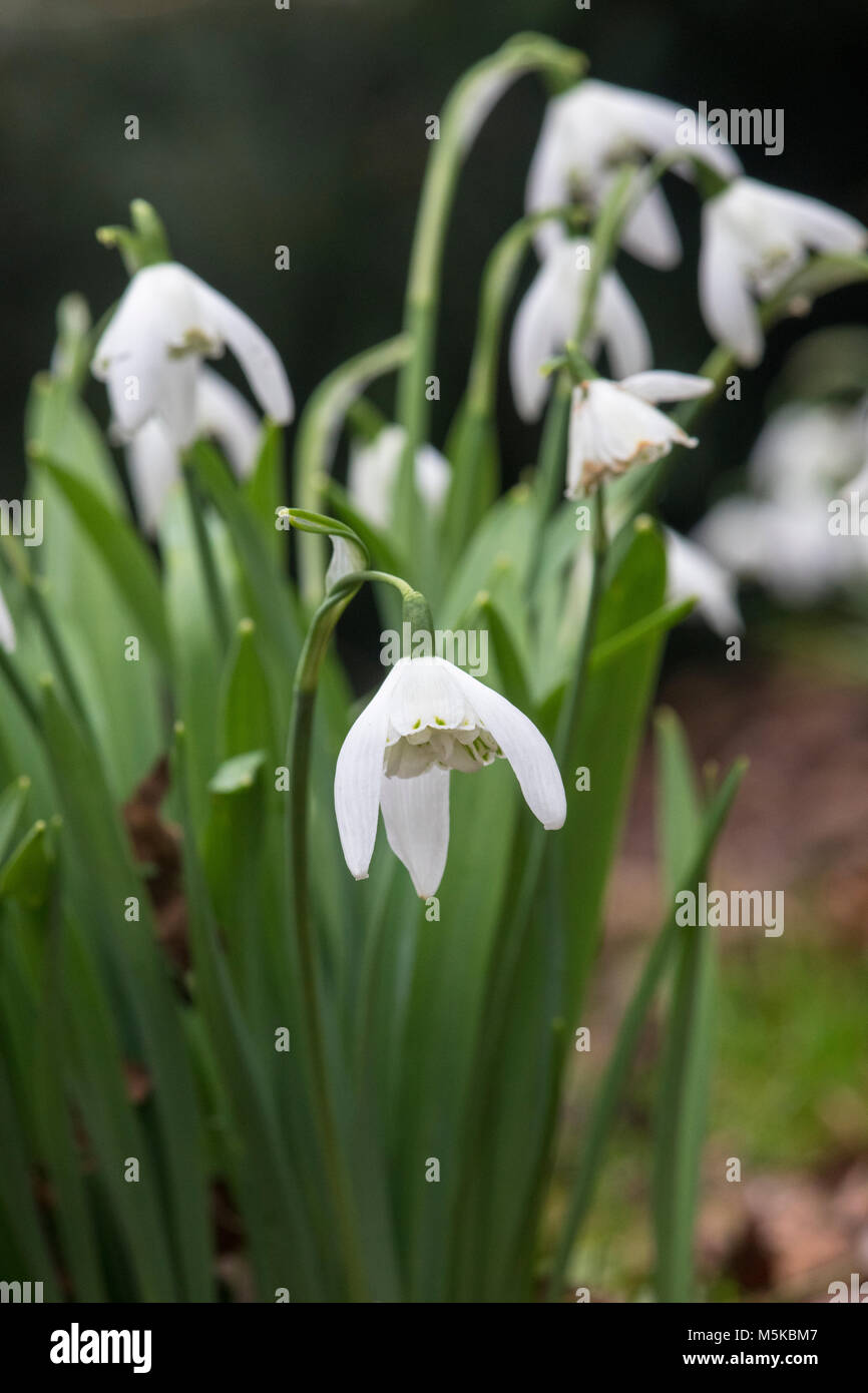 Stanley iris stanley iris jane hi-res stock photography and images - Alamy