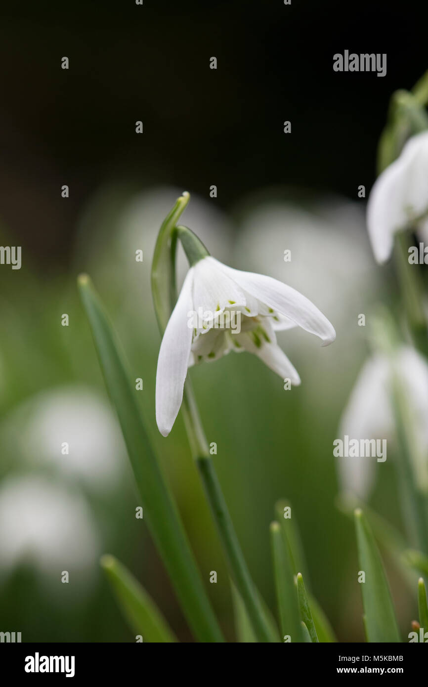 Galanthus ‘Lady beatrix stanley’. Snowdrop flowers in February. UK Stock Photo