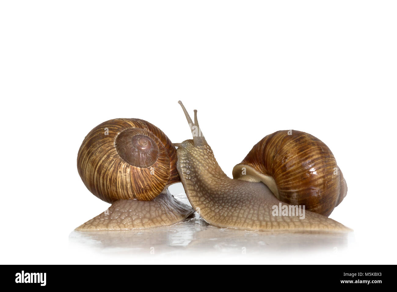 A pair of snails Stock Photo