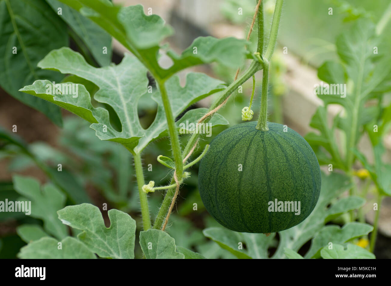 watermelon ripens closed in the greenhouse Stock Photo