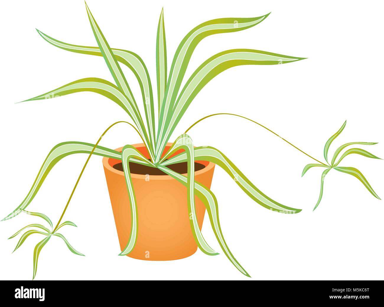 A cartoon illustration of a spider plant in a terracota plant pot Stock  Vector Image & Art - Alamy
