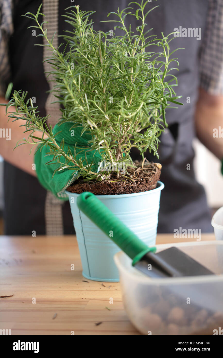 Man repotting a rosemary into a flower pot Stock Photo Alamy
