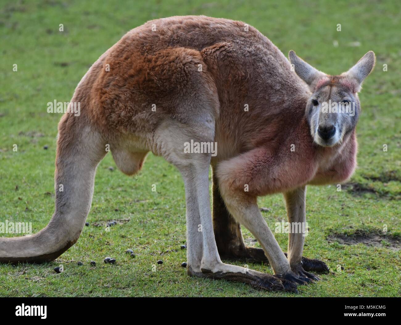 The red kangaroo (Macropus rufus) is the largest of all kangaroos, the largest terrestrial mammal in Australia, and the largest marsupial. Stock Photo