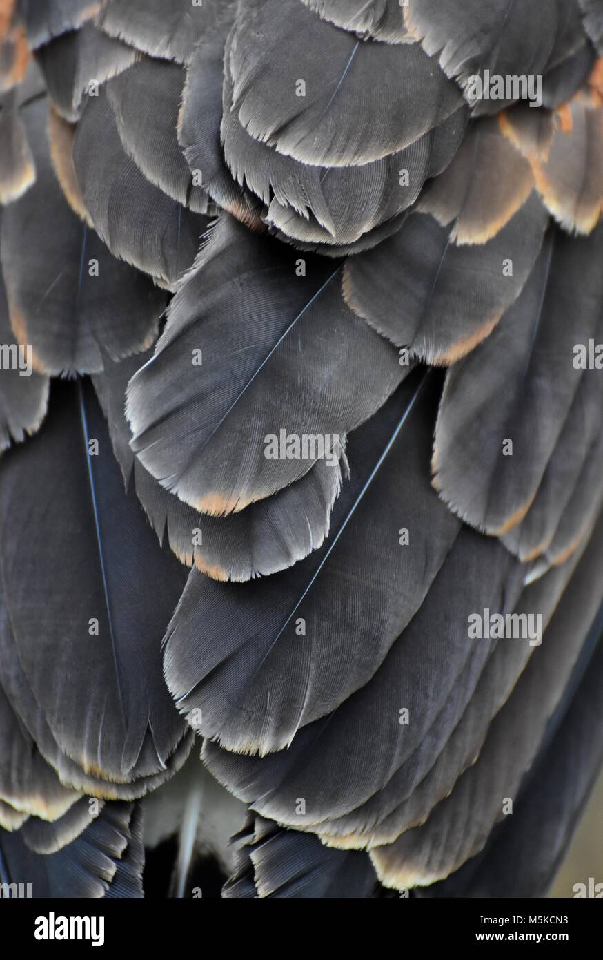 Macro photograph of the black feathers of a hawk. Stock Photo