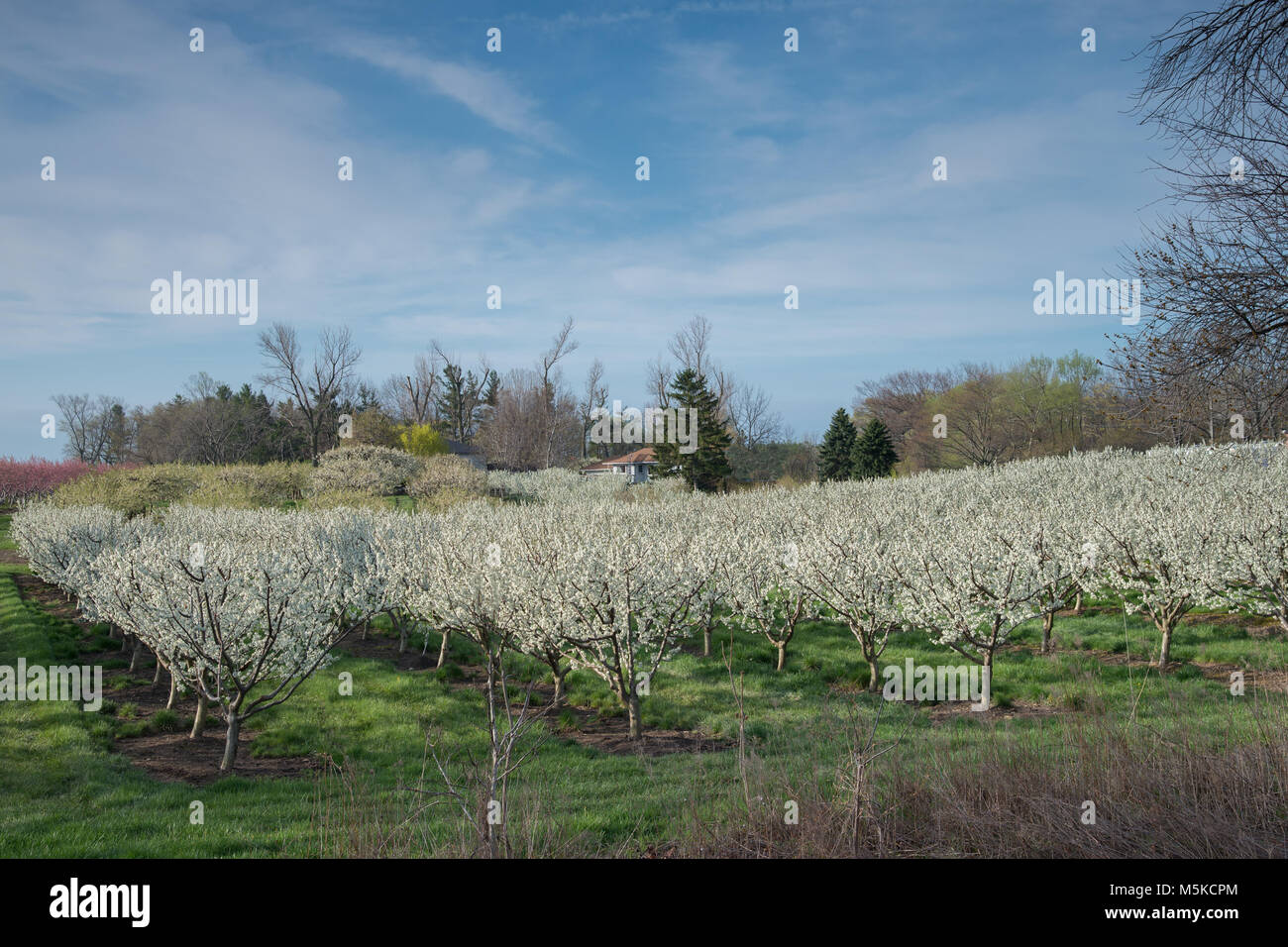Blossom on the fruit trees in a Niagara fruit orchard Stock Photo Alamy