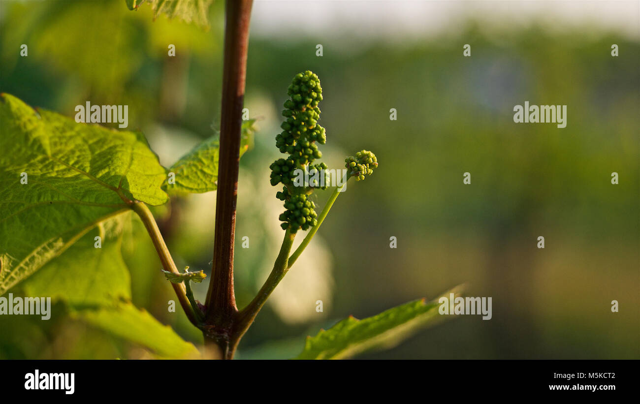Bloom grape hires stock photography and images Alamy